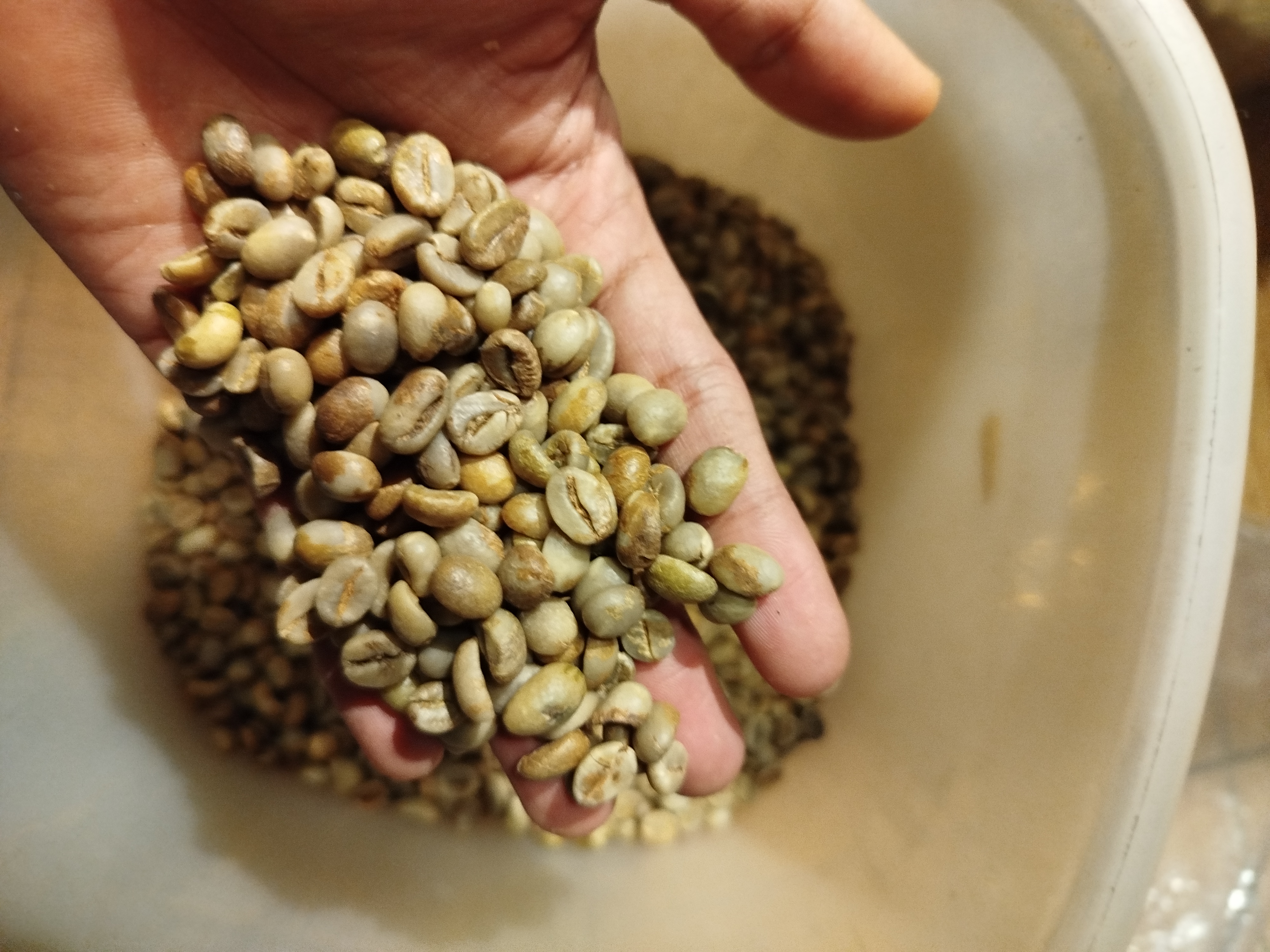 Foto biji kopi Robusta Ijen