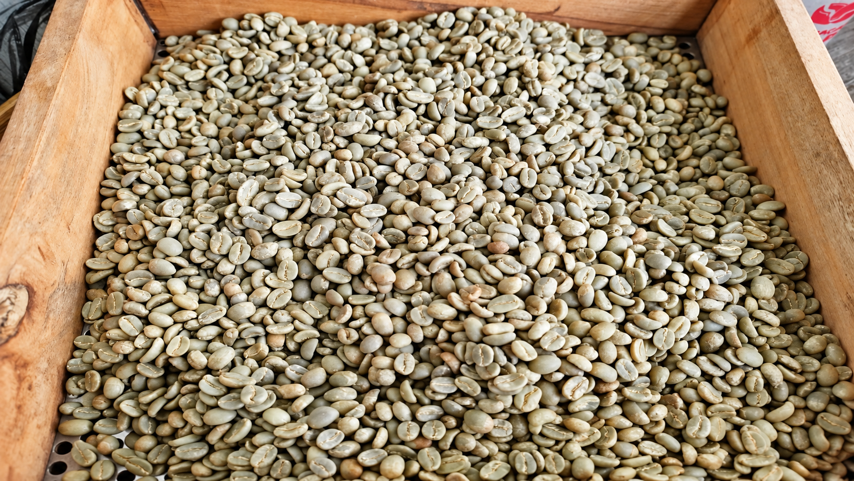 Foto biji kopi Arabika Ijen Fullwash